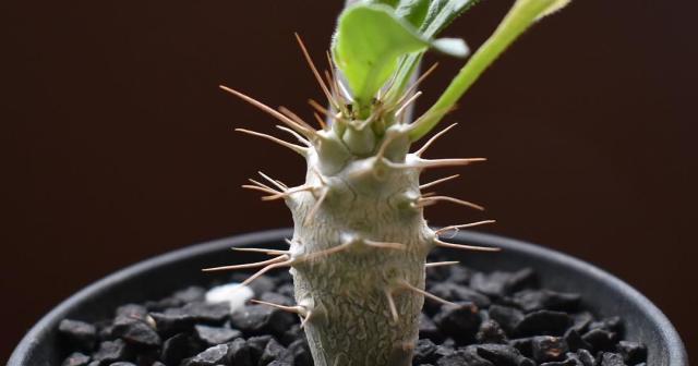 パキポディウム サンデルシー