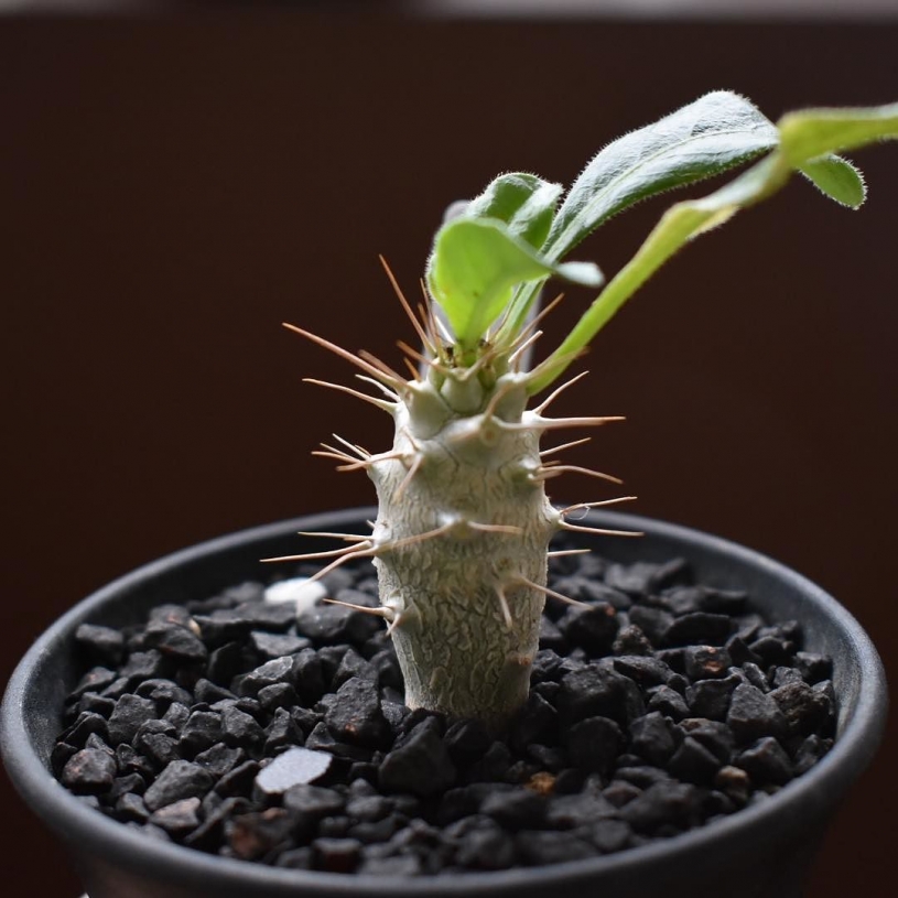 パキポディウム サンデルシー