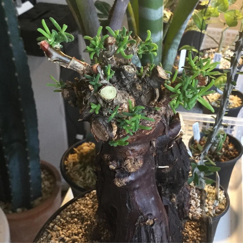 【メストクレマツベローサム】発根管理していた植物が芽が出てきてめっちゃ嬉しい！