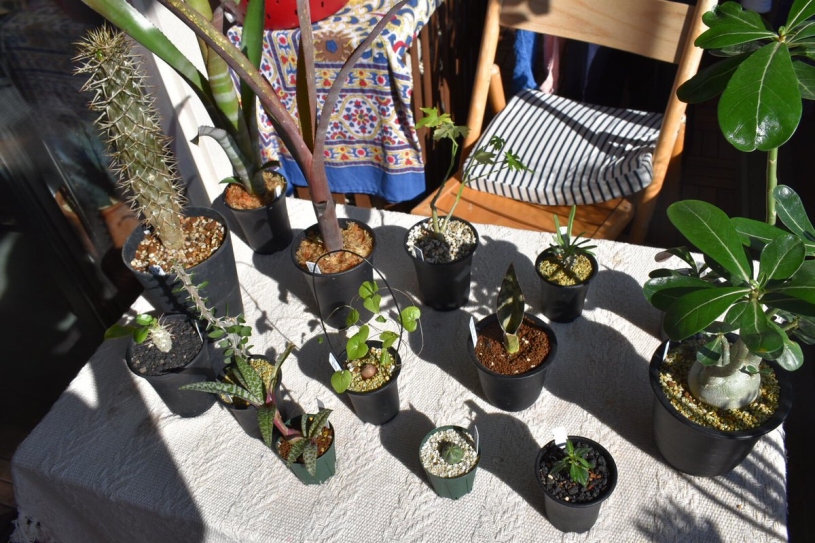 夏型の多肉植物を家に入れるタイミングと管理について