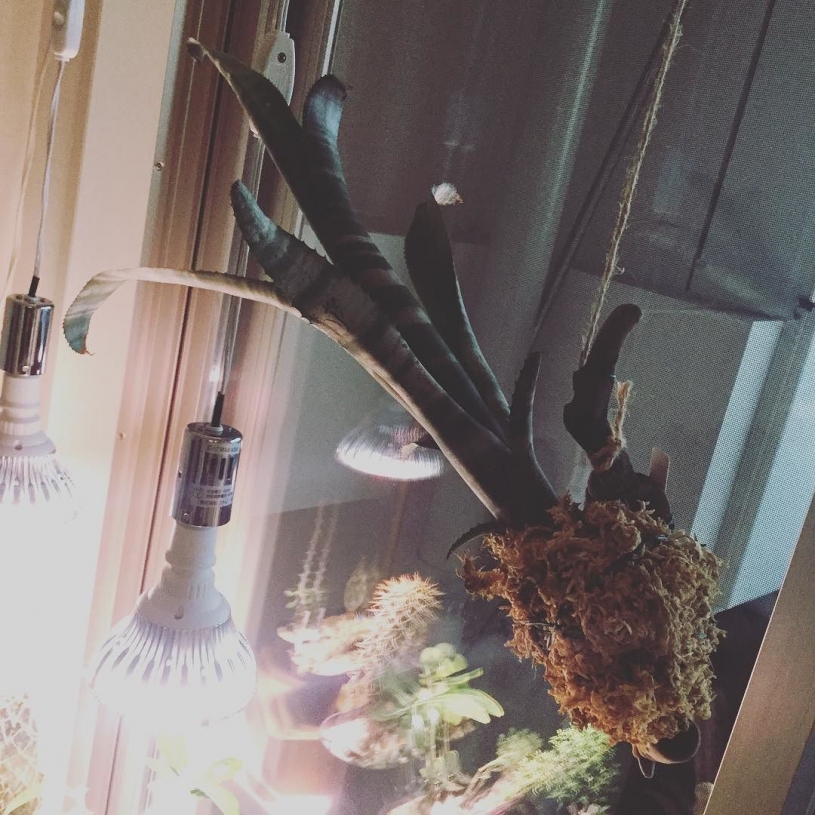 【板付】タンクブロメリアを流木に吊るしてみたよ！