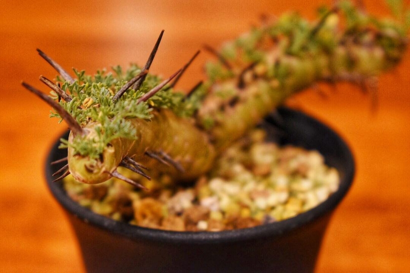 サルコカウロン・ヘレー （竜骨城）