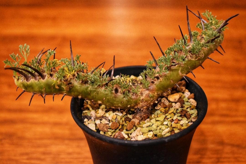 五反田TOCのサボテン多肉植物ビックバザール行ってきました！