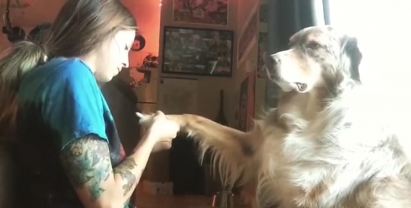 爪とぎをしてもらっている犬がとても気持ちよさそう