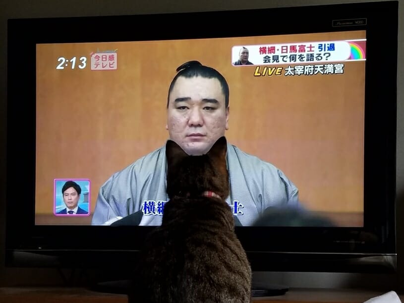 日馬富士の顎にぴったりくる猫が話題に