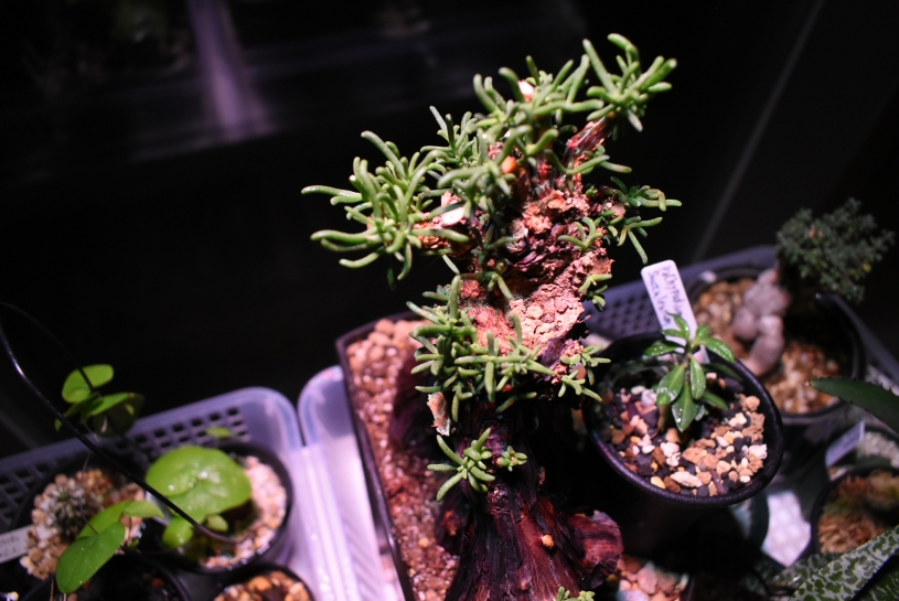 植物用ライトで多肉植物やコーデックスがかなり成長したよ！