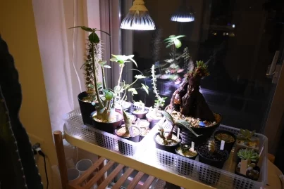 多肉植物やコーデックスの為に植物育成ライトを導入した結果 ブログ アットトリップ