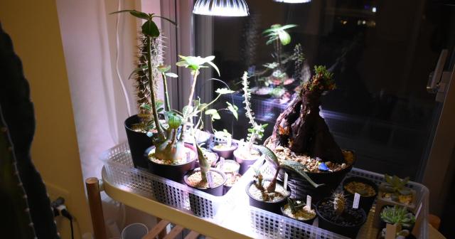 多肉植物やコーデックスの為に植物育成ライトを導入した結果