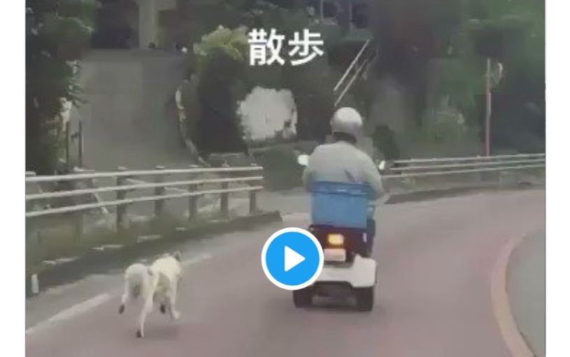 おじいちゃんの犬の散歩が手抜き過ぎると話題に