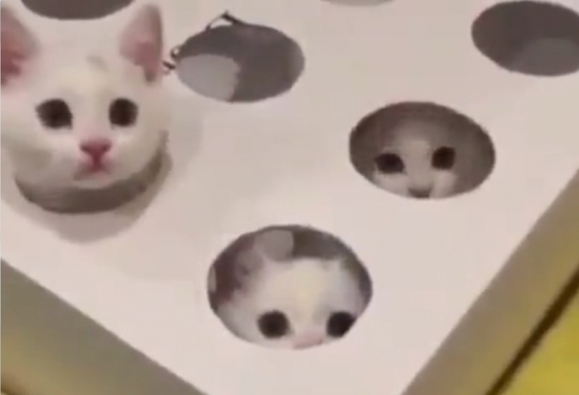 猫のもぐらたたきがかわいすぎるｗｗｗｗ