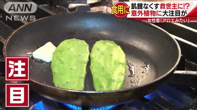 食糧危機救う？意外な植物それは、サボテン！