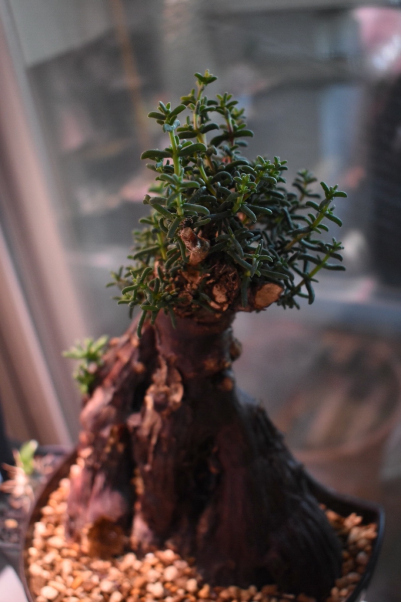 メストクレマツベローサムの発根管理からの約４ヶ月の成長記録