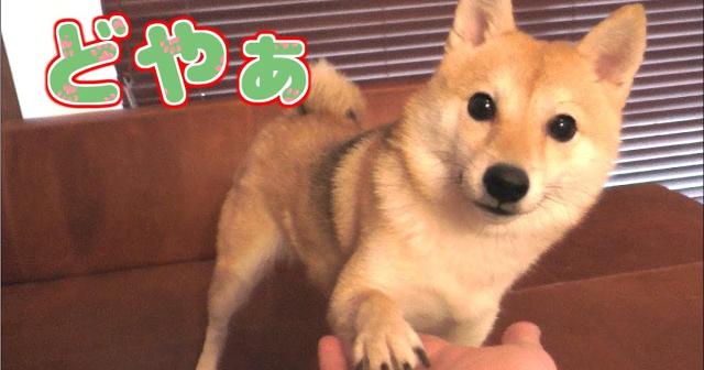 「お手」と「おかわり」を完璧に使いこなしている(つもりでいる)柴犬 がかわいすぎるｗｗｗｗ