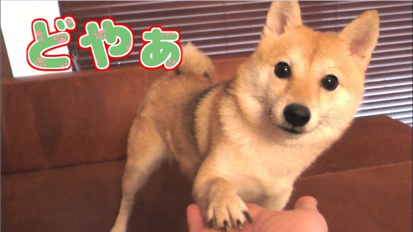 「お手」と「おかわり」を完璧に使いこなしている(つもりでいる)柴犬 がかわいすぎるｗｗｗｗ