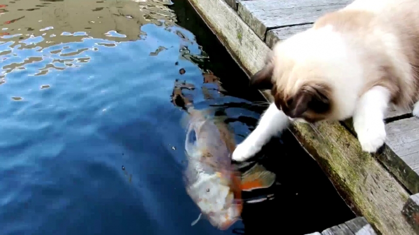 鯉に恋する猫