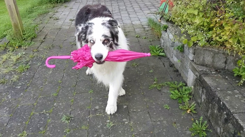 犬がスキップしている動画が話題に！はじめてみたよ！！！