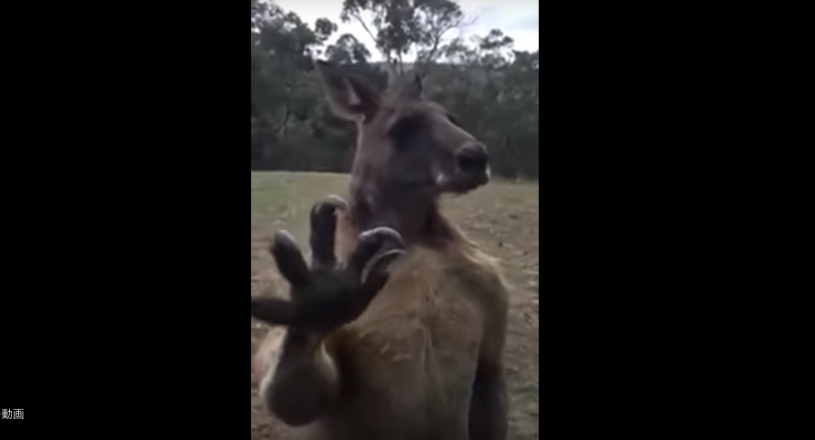 愛犬がカンガルーに襲われた→退治した→仕返しに来たｗｗｗｗｗ