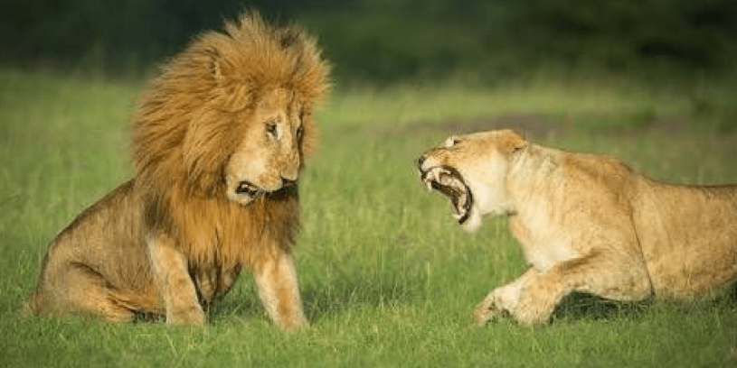 雄ライオンが雌に怒られる表情が面白い→人間の夫婦と同じだなｗｗｗｗ