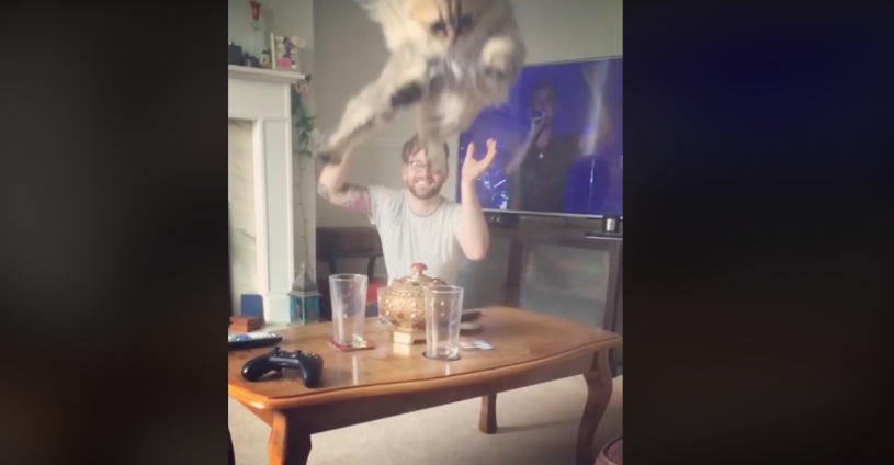 投げられるのが大好きな猫