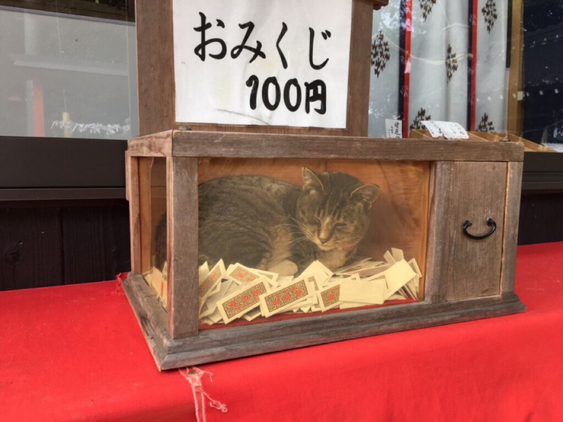 近所の神社のおみくじに猫が寝転んでたかわいいなーと話題に
