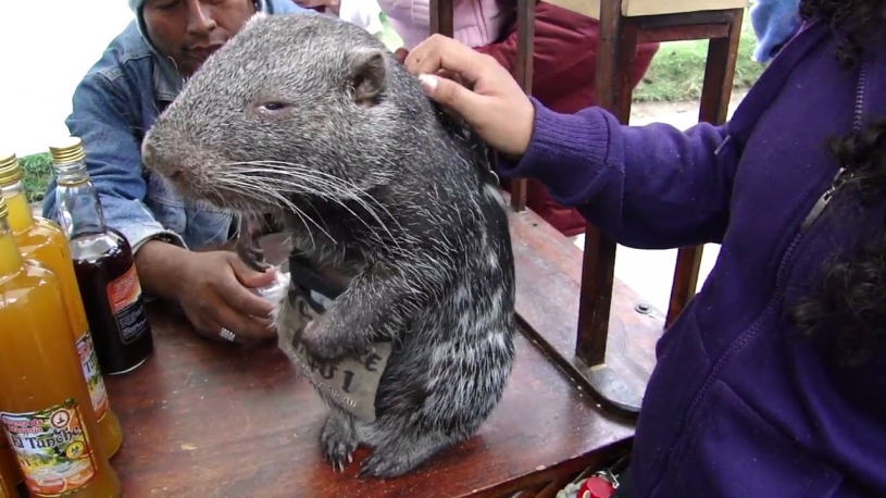 おじさんが中に入っている疑いのある、ねずみｗｗｗｗ