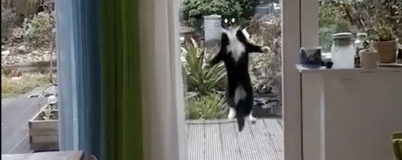 家に入りたいけど入れない、その時に見せた信じれないほどのジャンプ力の猫が話題になっている。