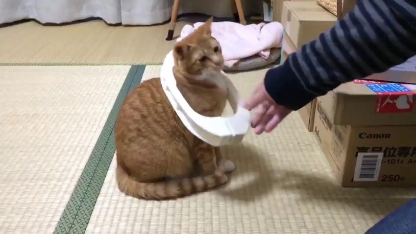 なぜか布団バサミを装着すると倒れる猫