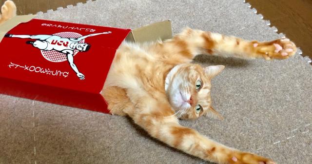 グリコと猫のコラボレーション「グリネコ」がツイッターで話題に