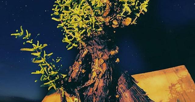 写真加工して星空の中にいるメストクレマツベローサム