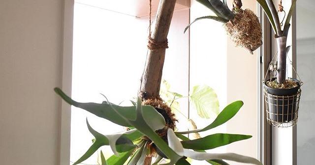 ビカクシダとタンクプロメリアを釣るしてみたよ！