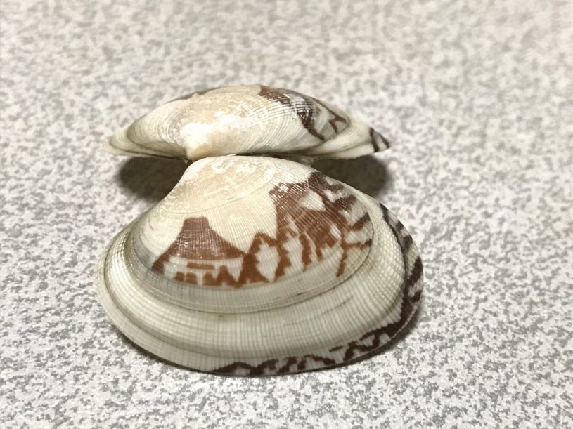 アサリの酒蒸しに風景画が混じっていたと話題に