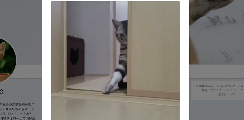 ダークサイドへ導こうとする猫が話題に