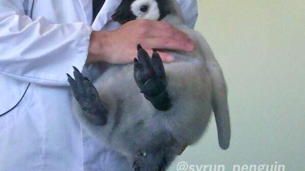 最近もふもふが足りていないあなたへ