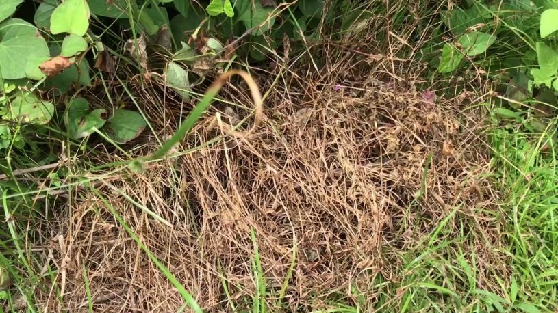 除草剤を使わずに雑草を枯らす方法「熱湯をかける」