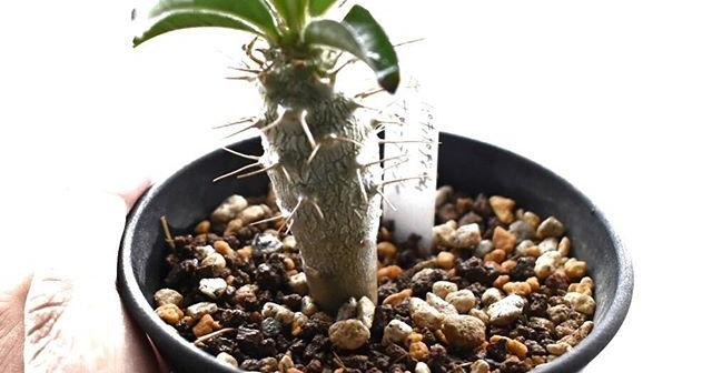 パキポディウム・サンデルシー このこも少しふっくらとしてきた嬉しいなー。