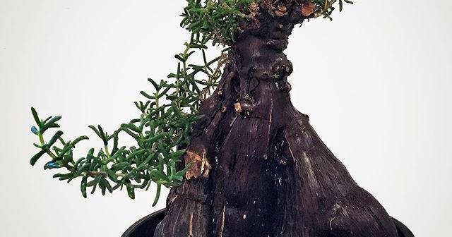 多肉植物にもカイガラムシ付きます 。今朝冬型の多肉植物メストクレマツベローサムの異常に気がついた話