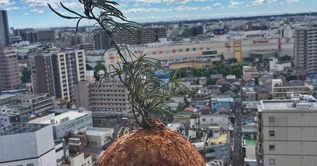 ツボミが全て落ちてしまったので今年は花を諦めていたイポメア・ボルシアーナ