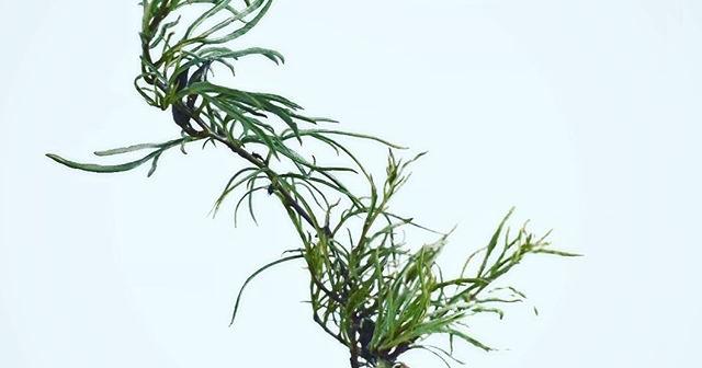 イポメア・ボルシアーナが絶好調！またツボミが増えた