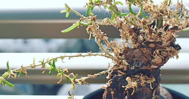 メストクレマ・ツベローサムとカイガラムシ