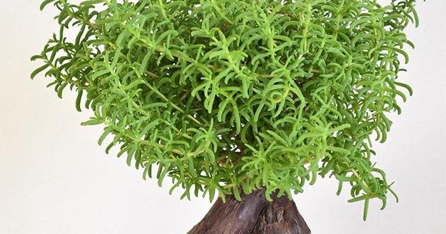 メストクレマ・ツベローサムの葉っぱがめっちゃモサモサ！ めっちゃ可愛い！