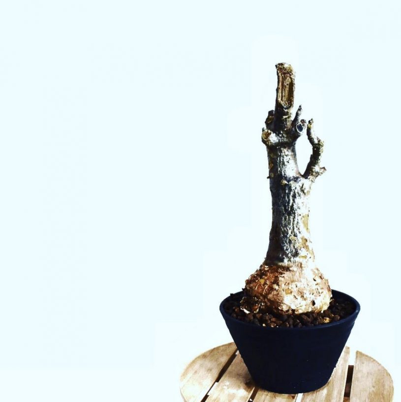 未発根、フォッケア・ムルチフローラ