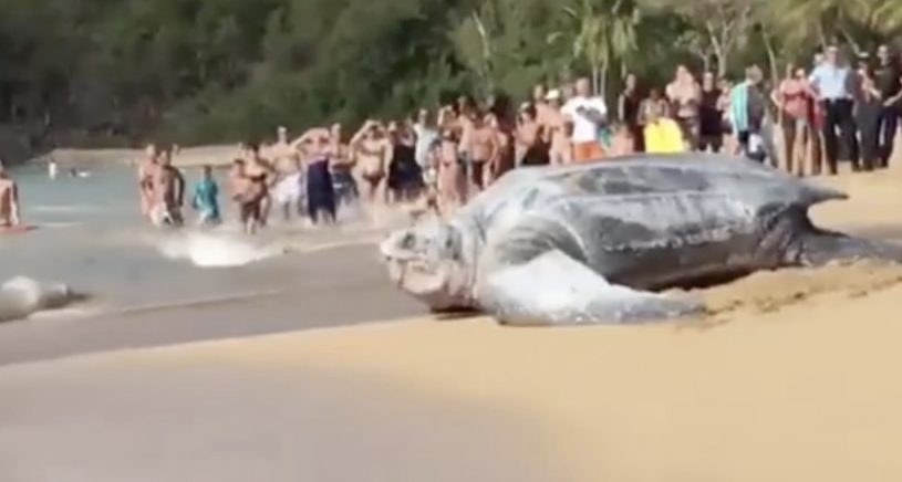 あまりにも巨大すぎるウミガメが目撃される！！