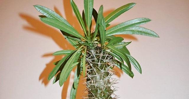 成長点から多数の芽が出てきていい感じにワサワサしてきたよ。 パキポディウムラメリー