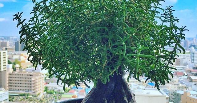 メストクレマ・ツベローサムに花が咲いた