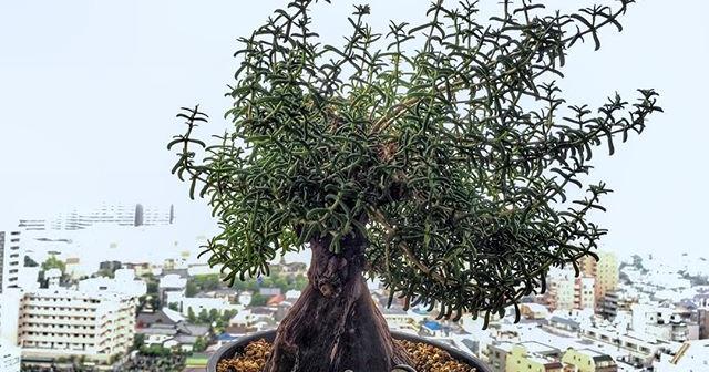 先日の台風でこの大きな鉢が倒れるなんて..メストクレマ・ツベローサム