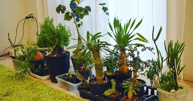 台風で枝や葉が傷つかないように多肉植物を家に入れた 2018年9月30日