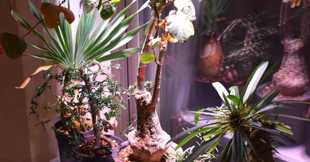 多肉植物の育て方、冬の管理は家の中で