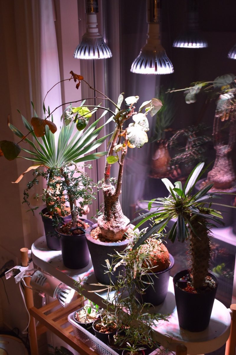 多肉植物の育て方、冬の管理は家の中で