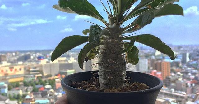 パキポディウム・サンデルシーが順調に育った理由を考える