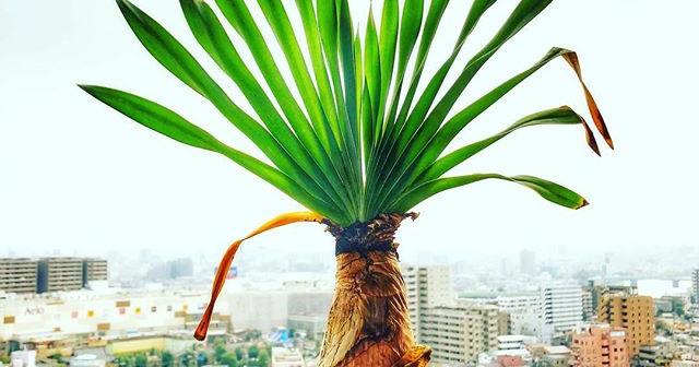 ブーファン・ディスティチャの根っこについて